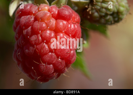 Raspberry Rubus idaeus framboisiers européenne différentes étapes croissant sur un buisson dans un jardin au Royaume-Uni Banque D'Images