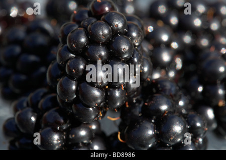 Ripe blackberry commune Rubus fruticosus mûre se nourrissaient d'un jardin au Royaume-Uni Banque D'Images