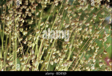 Quaking grass Briza media Russells Banque D'Images