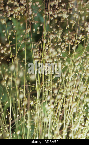 Quaking grass Briza media Russells Banque D'Images