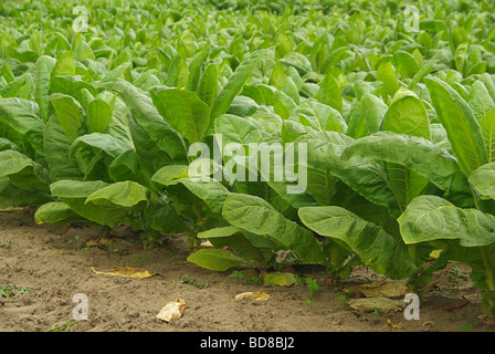 Virginischer Tabak tabac cultivé 06 Banque D'Images
