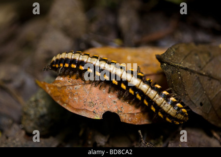 Polydesmid ou adossés à des mille-pattes à plat sur le sol de la forêt dans la réserve de la Forêt Nuageuse de Monteverde à Puntarenas, Costa Rica. Banque D'Images