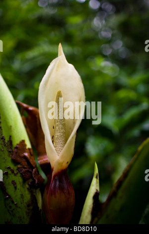 Close-up of Caladium à fleurs blanches (Caladium bicolor) dans la réserve de la Forêt Nuageuse de Monteverde, Costa Rica. Banque D'Images