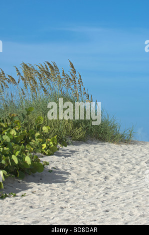 Seagrape et la mer de plus en plus de l'avoine dans le sable des dunes sur la plage Banque D'Images