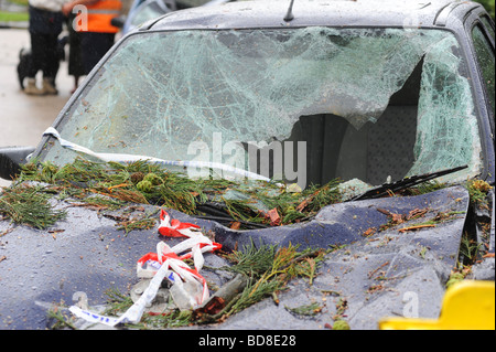 Dommages causés à une voiture après un arbre est tombé dessus après avoir été frappé par la foudre pendant une violente tempête d'été Banque D'Images