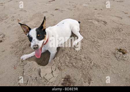 Chiot Terrier sur plage de creuser un trou dans le sable Banque D'Images