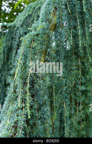 Cedrus atlantica 'glauca pendula'. Cèdre de l'atlas bleu pleureur feuillage des arbres Banque D'Images