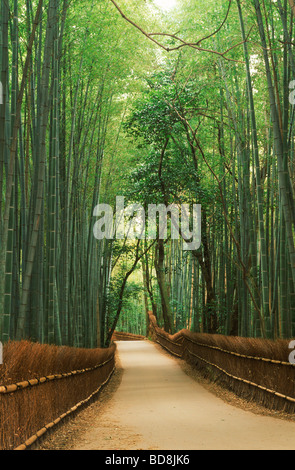 Randonnée pédestre Sentier qui traverse des forêts de bambous au parc Arashiyama à Kyoto au Japon Banque D'Images