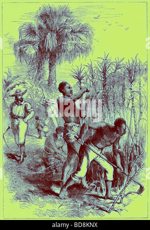 Les esclaves travaillant sur une illustration à partir de la plantation Cassell s Histoire des États-Unis par Edward Ollier c 1900 Banque D'Images