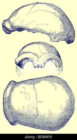 Le crâne de Néandertal Illustration avec les peuples du monde par John Clark Ridpath Clark E Ridpath 1912 Banque D'Images