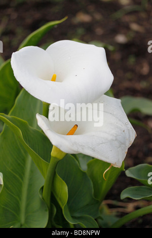 Deux arums blanc Zantedeschia aethiopica Banque D'Images