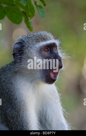 Un singe (Chlorocebus Pygerythrus). Potrait. Ndumo Game Reserve, Kwazulu-Natal, Afrique du Sud. Banque D'Images