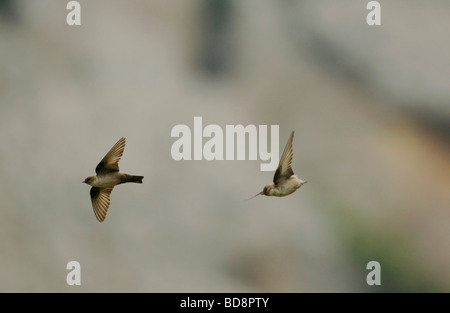 Crag Martin en vol espagne Banque D'Images