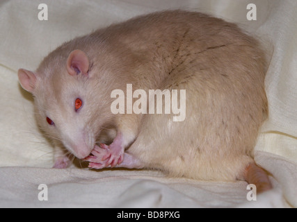 Mâle crème fantaisie Rat (Rattus norvegicus) nettoyage pied Banque D'Images