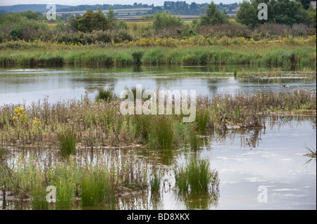 Potteric Carr Yorkshire Wildlife Trust au sud-est au large de Doncaster dans le sud du Yorkshire England UK Europe Banque D'Images