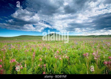 Avec la plupart des prairies Zumwalt fumée Geum triflorum fleurs sauvages des Prairies Prairie Zumwalt Oregon Banque D'Images