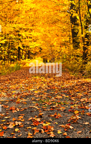 Parcours dans le groupe d'arbres en automne coloré park Banque D'Images