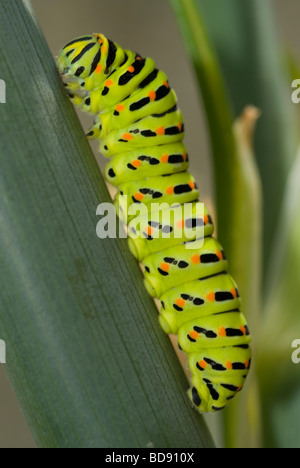 Papillon machaon (Papilio machaon) Caterpillar Banque D'Images