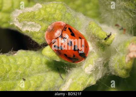 Fleabane tortue beetle Cassida murraea Chrysomelidae sur son etat vergerette Pulicaria dysenterica jaune UK Banque D'Images