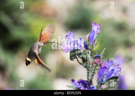 Humming-Bird Hawk-Moth Macroglossum Stellatarum se nourrissant d'Echium vulgare Vipérine commune s Viper Banque D'Images