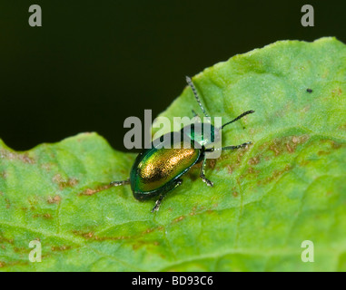 Leaf Beetle (Gastrophysa viridula), France Banque D'Images