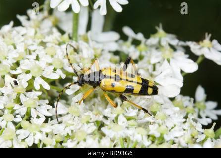 Longhorn Beetle (Strangalia maculata), France Banque D'Images