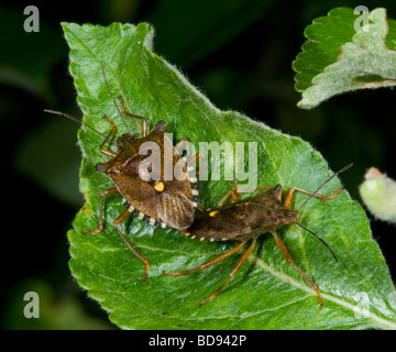 Pentatoma rufipes (Bug des forêts), Royaume-Uni Banque D'Images