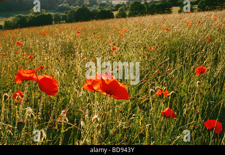 Champ de coquelicots champ de coquelicots Banque D'Images