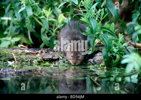 Le campagnol de l'eau Arvicola terrestris Kent Août 2009 Banque D'Images