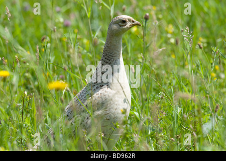 Faisan de Colchide Phasianus colchicus femelle dans l'herbe haute Banque D'Images