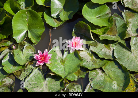 Water Lillies sur un étang avec deux fleurs roses Banque D'Images