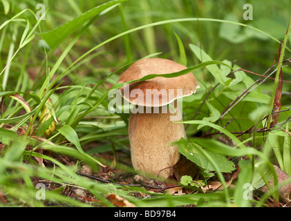 Scep en herbe verte - Boletus edulis Banque D'Images