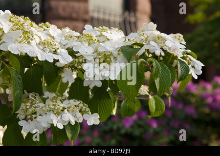 Cornouiller fleurissent au printemps le long de Commonwealth Avenue Boston Massachusetts Banque D'Images