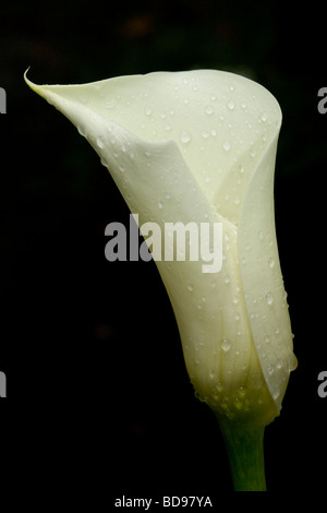 Fleurs Calla ouverture après la pluie. Un livre blanc calla lily bud trempés par une pluie récente ouverture d'un fond noir. Banque D'Images