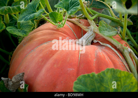 'Citrouille' Big Max croissant sur vigne. Banque D'Images