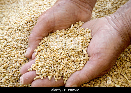 Les grains de blé récoltés afficher les mains. Banque D'Images