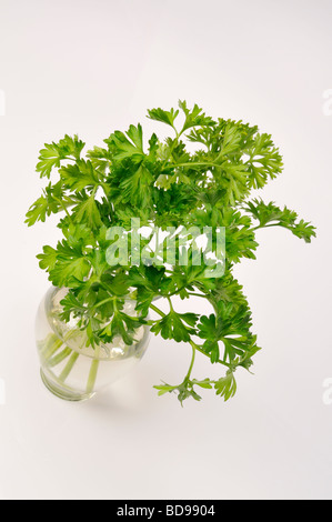 Bouquet de persil plat frais en vase rempli d'eau claire sur fond blanc. Banque D'Images