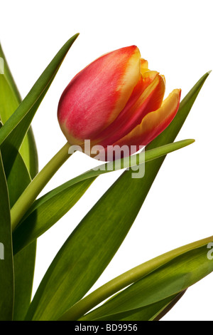 Tulipes jaune et rouge isolé sur fond blanc Banque D'Images