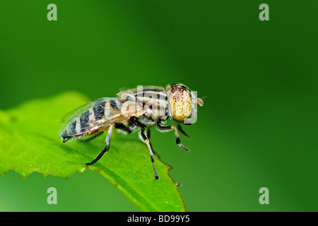 Dans les parcs de l'abeille Banque D'Images