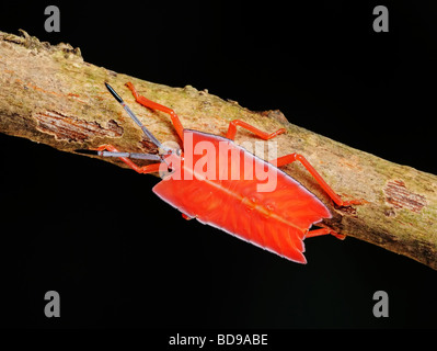 Stink bug orange dans les parcs Banque D'Images