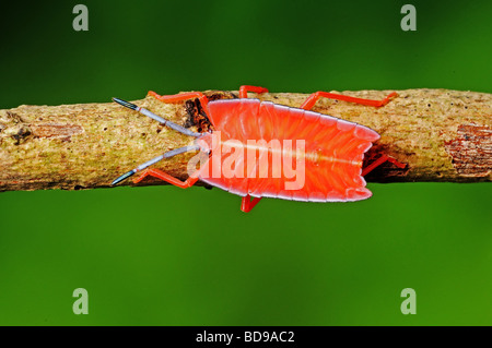 Stink bug orange dans les parcs Banque D'Images