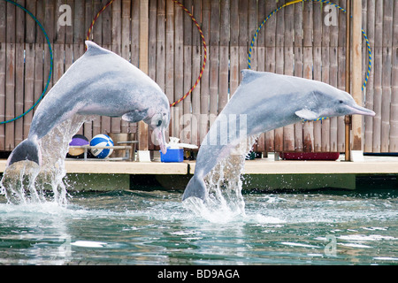 Dauphins roses à l'Aquarium de Singapour Banque D'Images