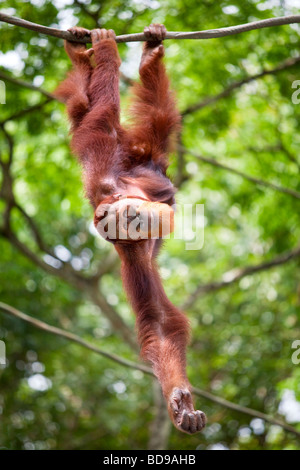 Portrait d'un orang-outang suspendu à un arbre Banque D'Images