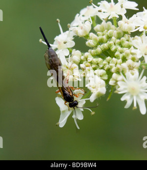 Guêpe mouche ichneumon (Lissonota sp) sur la fleur sauvage, France Banque D'Images