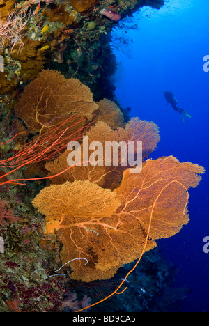 Grand mer gorgones fans et scubadiver, Philippines Banque D'Images