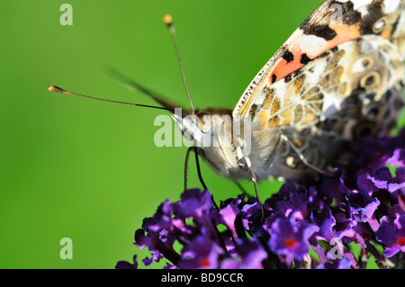 Un papillon belle dame (Vanessa cardui) sur une fleur de buddleia Banque D'Images