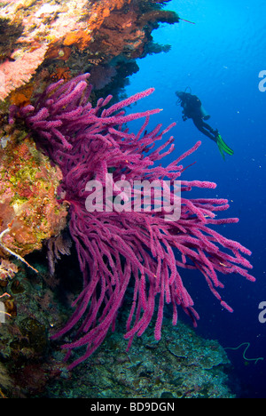 Scubadiver explorer les récifs coralliens des Philippines. Banque D'Images