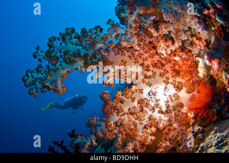 Corail mou riche sain photographié en Philippines en utilisant une autre technique d'éclairage. Banque D'Images