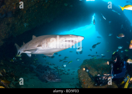 Dent de requin ou déchiquetés sand tiger (Carcharias taurus), Afrique du Sud, d'Aliwal Shoal
