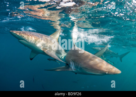 Requin à pointe noire (Carcharhinus limbatus), Afrique du Sud, d'Aliwal Shoal Banque D'Images